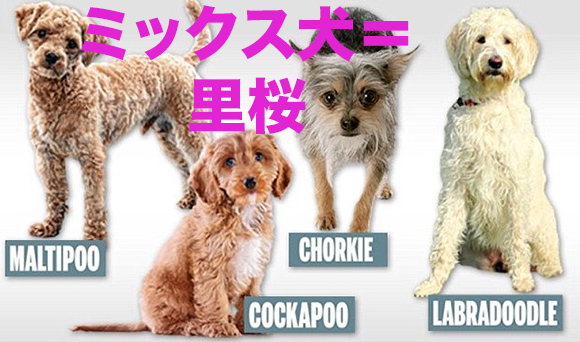 doggies