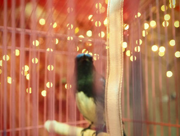 mika-ninagawa
