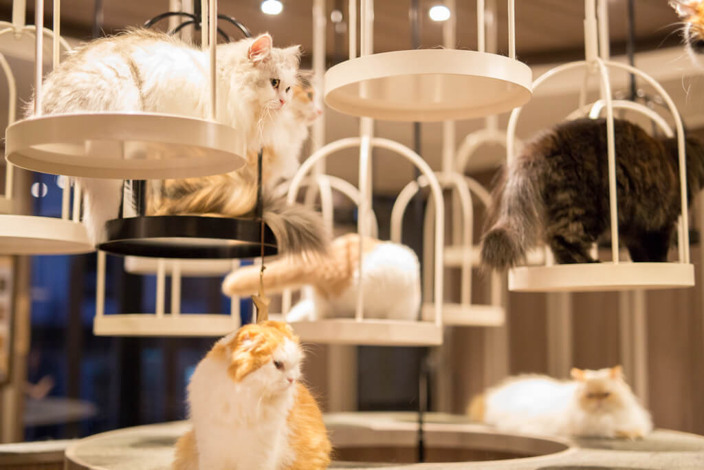 Cat Cafe Mocha, Osaka Shinsaibashi - All You Need to Know BEFORE You Go  (with Photos)