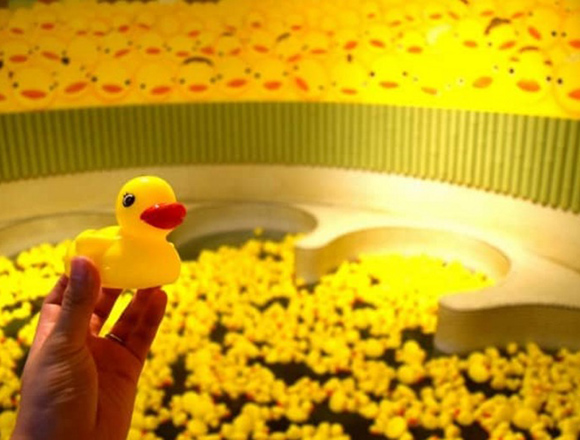 duck