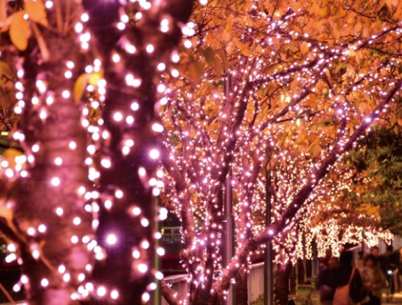Meguro River will be dyed in sakura coloured illuminations this
