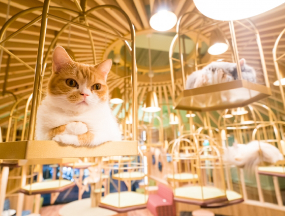 HD anime cat cafe wallpapers  Peakpx
