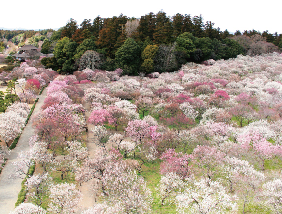 様々なイベントが目白押しの偕楽園へ、ウメを見に！第121回 水戸の梅  