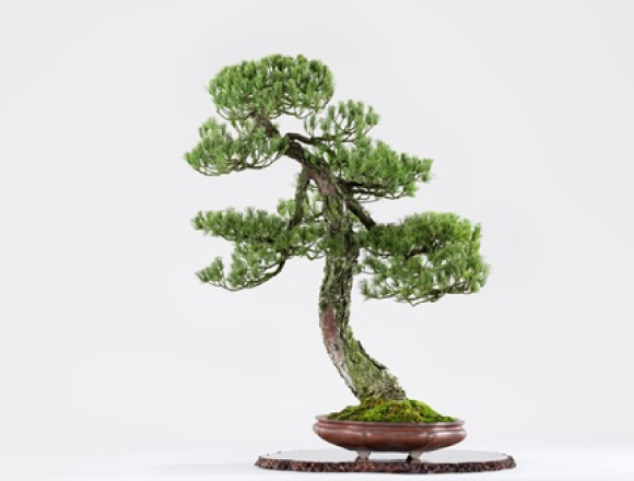 銀座5日限定活動 帶你了解bonsai魅力 Moshi Moshi Nippon もしもしにっぽん