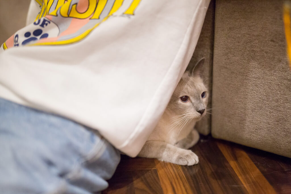 ゆうたろうに隠れる猫