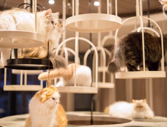food blag: Pay as you stay with Kitties in Electric Town! Cat Cafe Mocha,  Akihabara Tokyo Japan