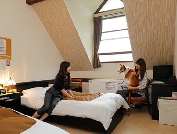 ペットとの旅行に最適 ペットと泊まれる宿人気ランキング Moshi Moshi Nippon もしもしにっぽん