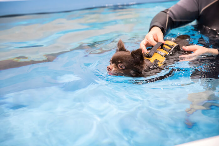 もずく、犬用のアクアフィットネスに挑戦