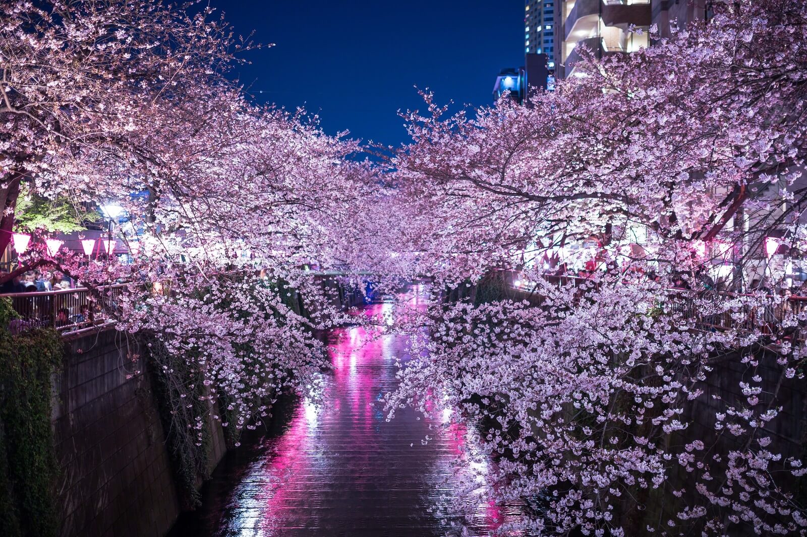 夜桜が美しい 東京都内の夜桜 ライトアップスポット7選 Moshi Moshi Nippon もしもしにっぽん