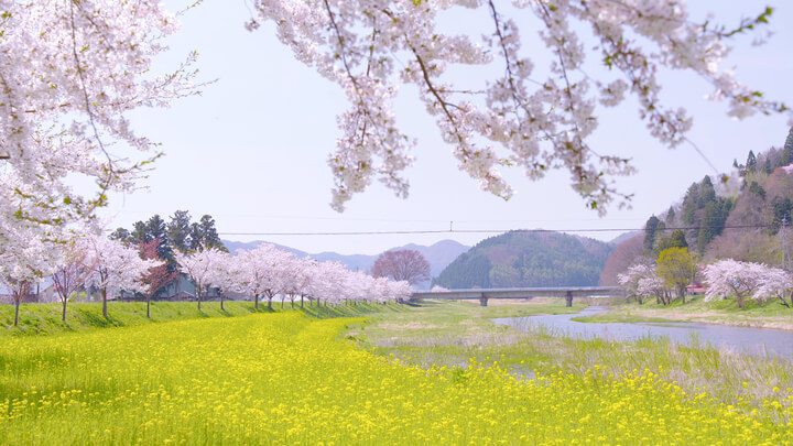 cherry-blossom viewing spots in Koriyama, Fukushima Prefecture