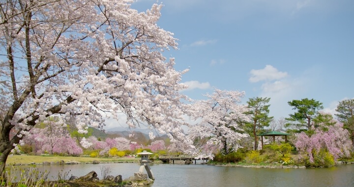 福島県郡山市　桜