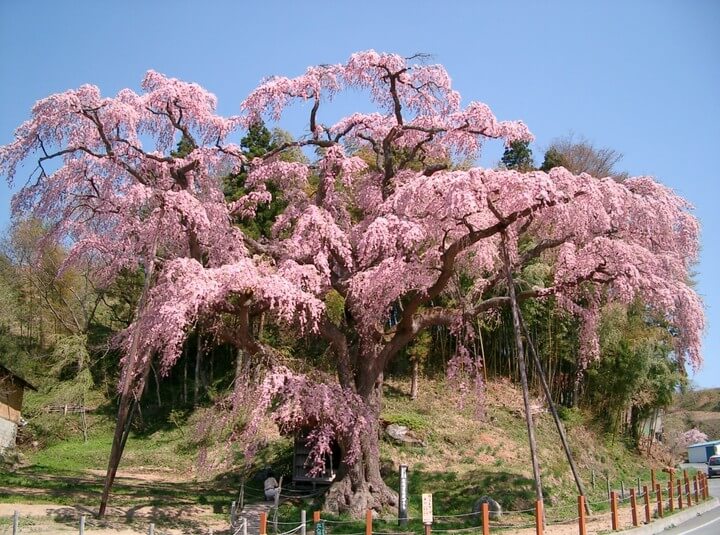 福島県郡山市　桜
