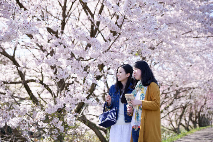 星野リゾート界 加賀「貸切船で川下り花見体験」と「桜もなかづくり」登場