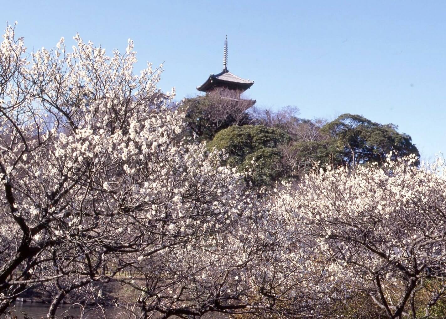 Plum blossoms Sankeien (garden) in Yokohama