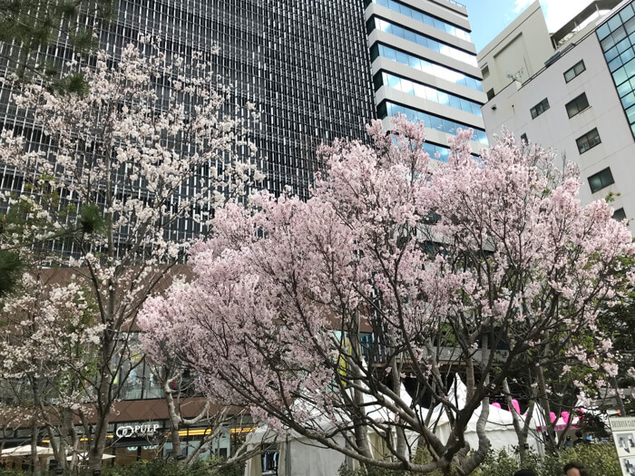 MOSHI MOSHI NIPPON FESTIVAL 2018　桜の様子