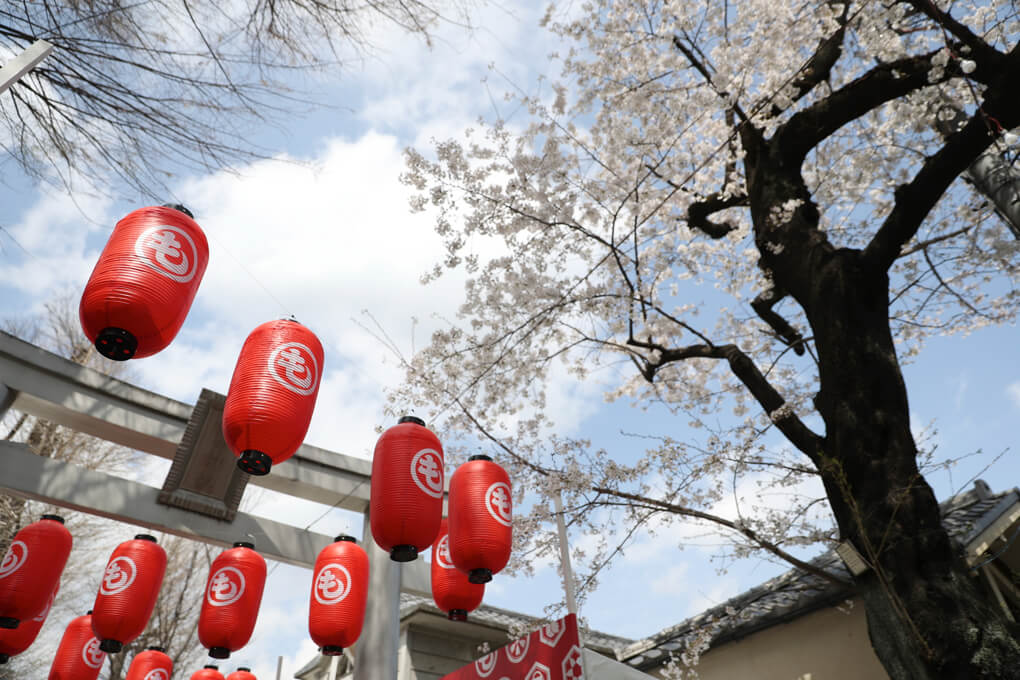 穏田神社　桜　もしもしにっぽん1