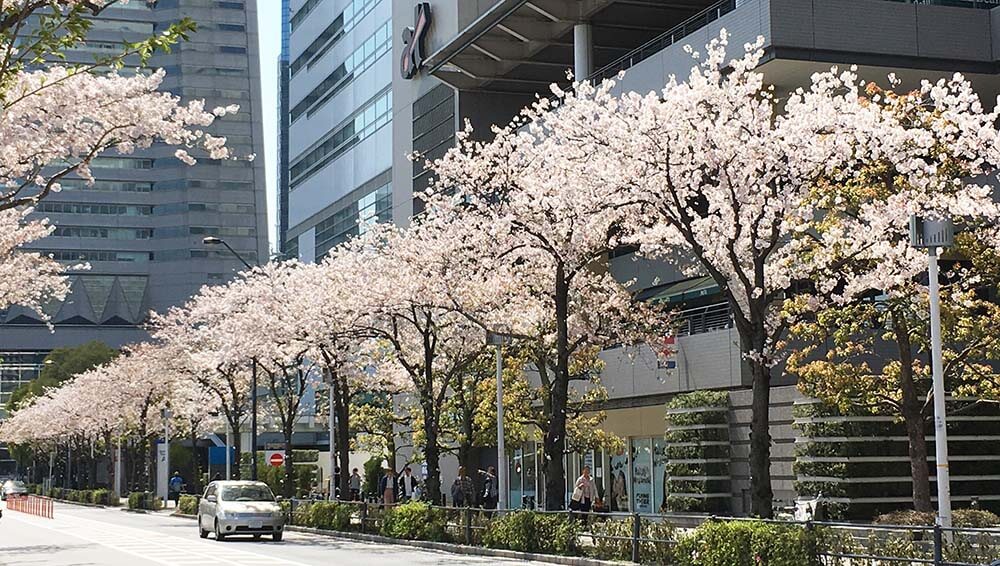 横浜ベイホテル東急　さくら日和４