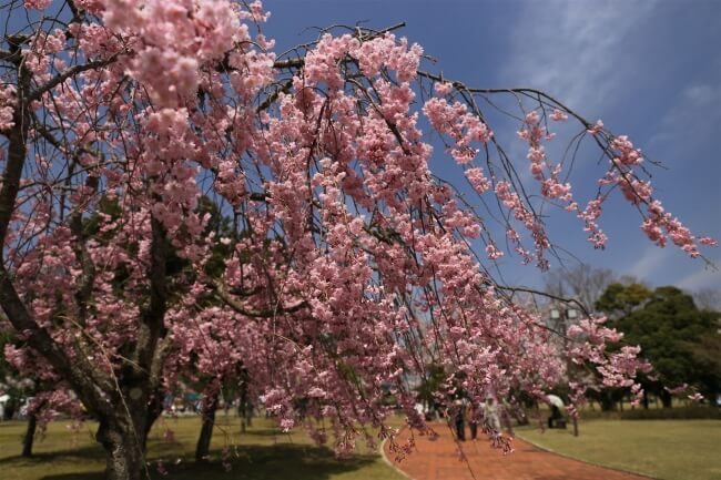 福井県「第8回越前陶芸村しだれ桜まつり」