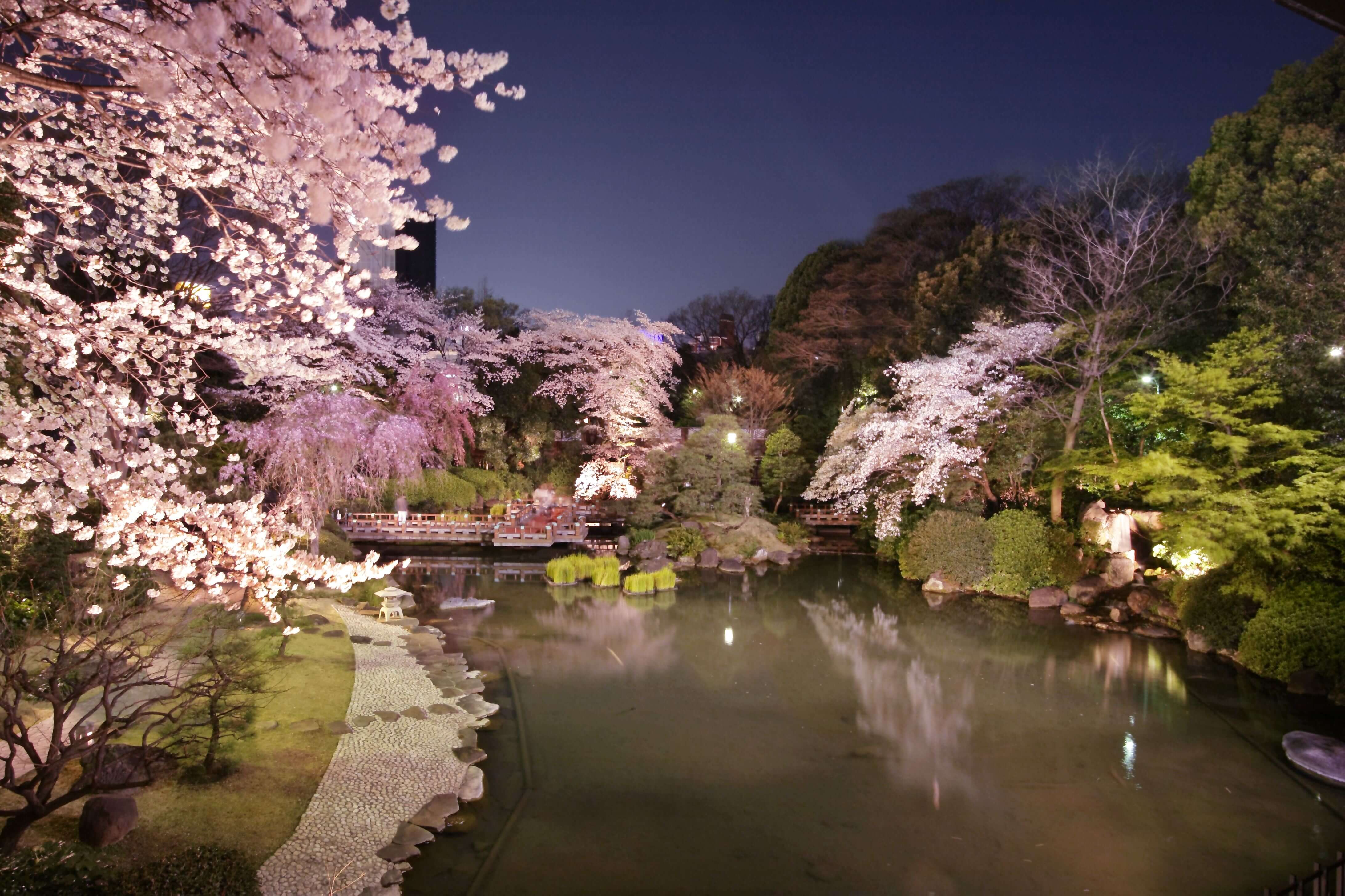 Enjoy Hanami at Japanese Garden Restaurant “Kagura” in Harajuku