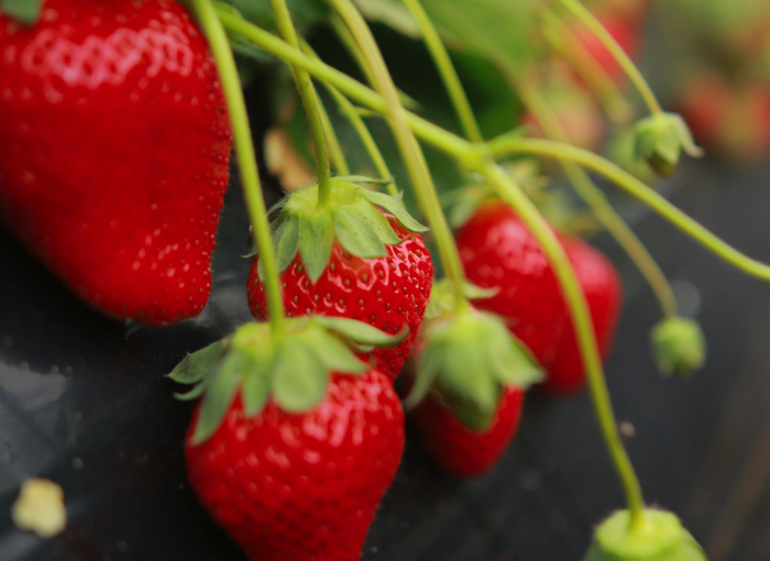 Pick Japan’s Best Strawberries & Make Your Own Strawberry Daifuku in Namegata, Ibaraki Prefecture!