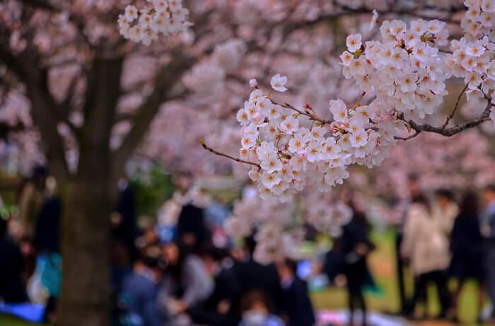 Ueno  Cherry Blossoms