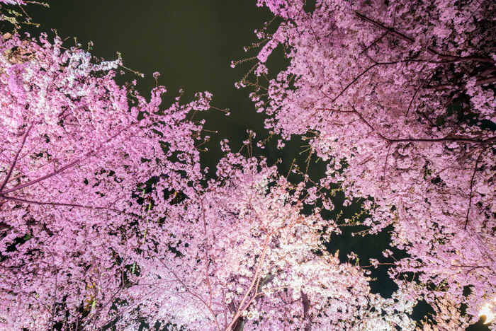 Ueno  Cherry Blossoms