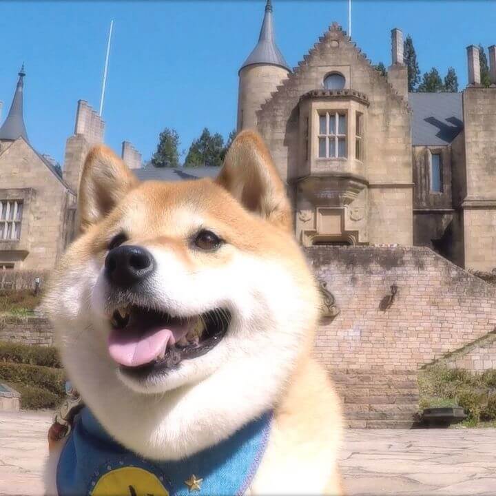 柴犬・ハナの旅行動画公開３