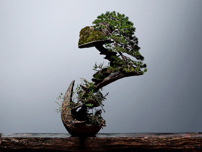 BONSAI  ART  TOKYU PLAZA