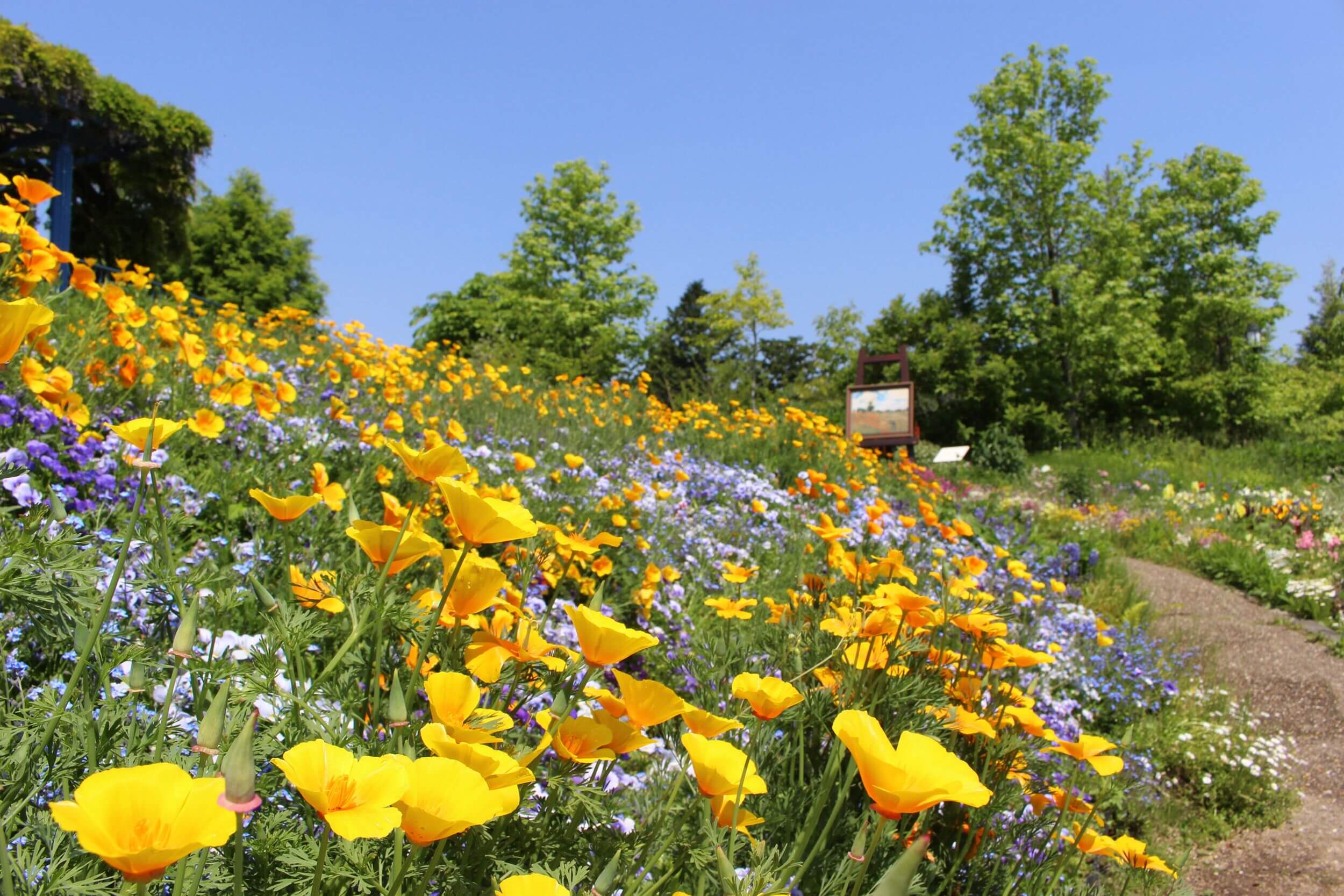 Tulips and Nemophilas are in full bloom! 6 recommended flower festivals in Japan