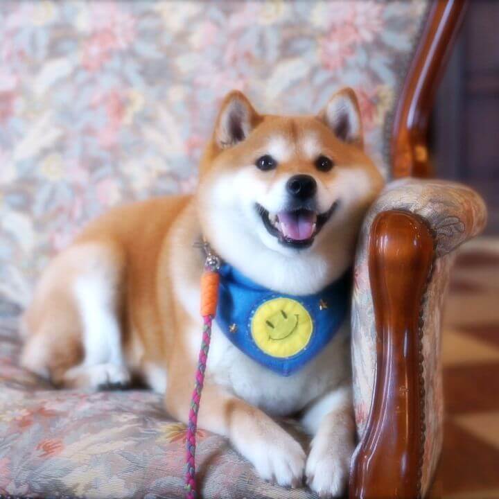 Popular Online Shiba Inu Hana Featured in Travel Video