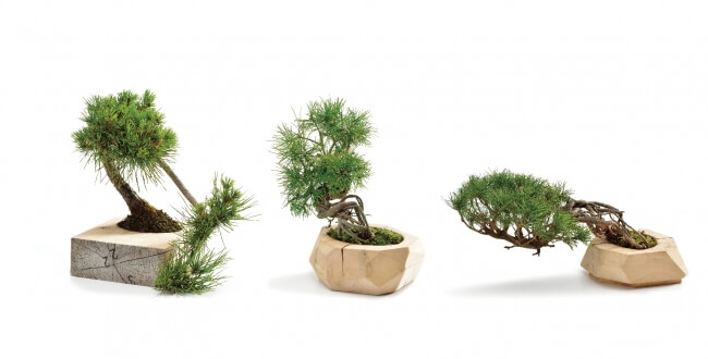 “HIBON” -startup of new type of miniature potted tree brand