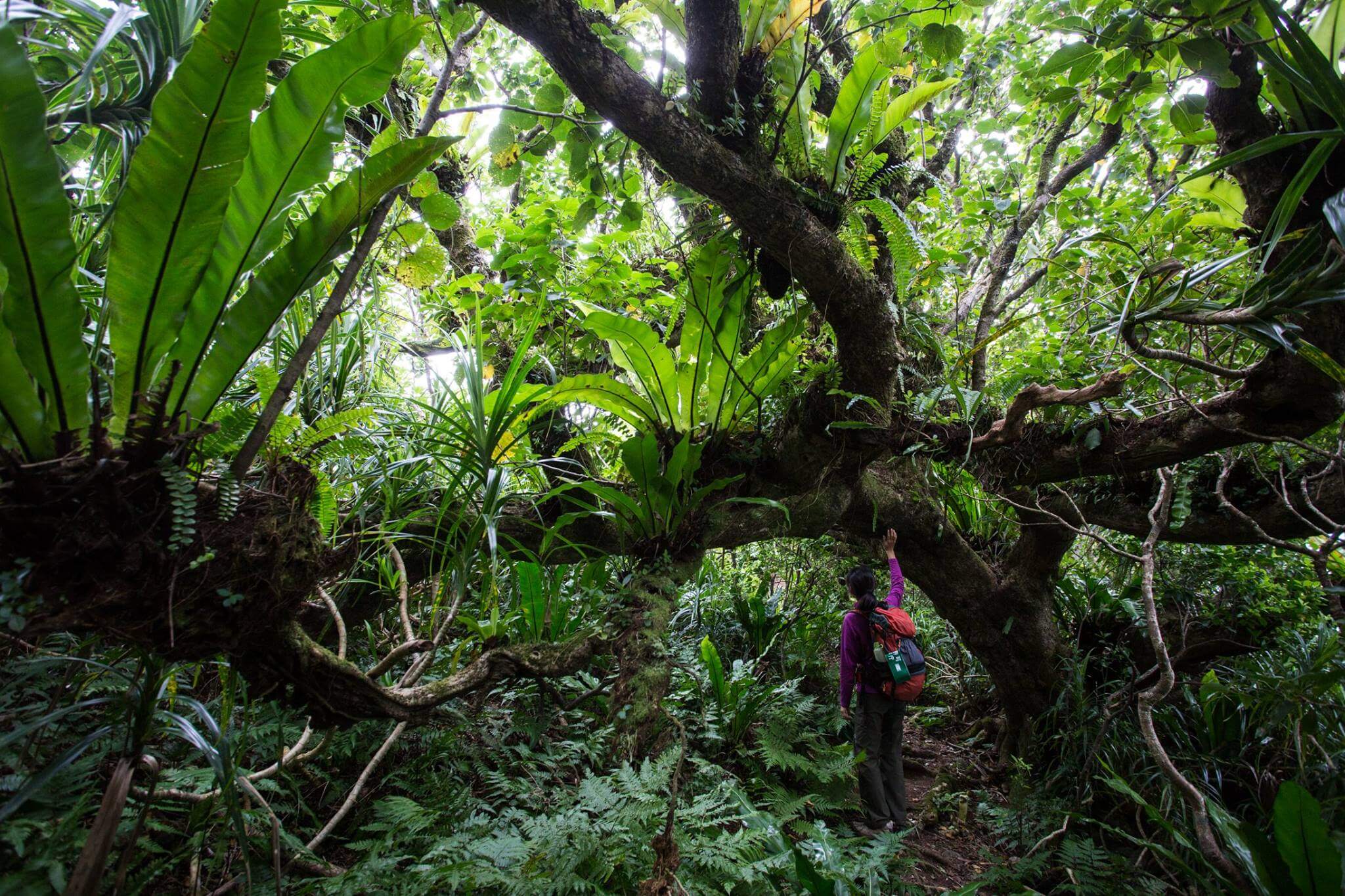 Watch the video of Tokyo’s natural heritage – Ogasawara Islands. “Tokyo’s hidden islands”