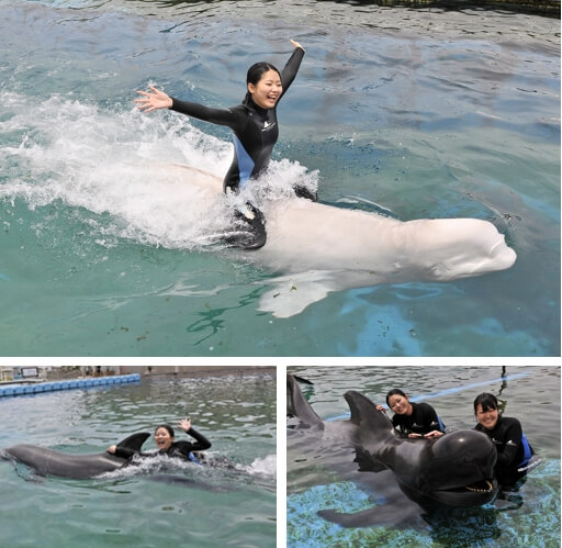 横浜・八景島シーパラダイス.　シロイルカ・イルカ・クジラとおよごうjpg