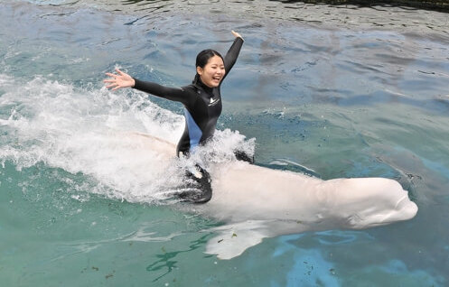 Yokohama/Hekkeijima Sea Paradise will hold a program where you can swim with dolphins and view a fireworks show