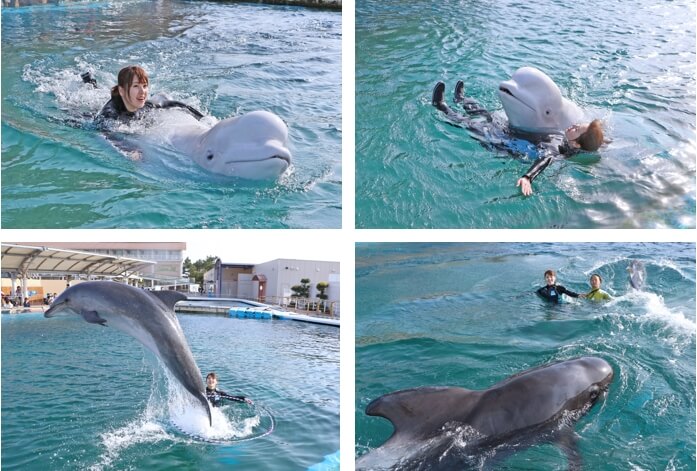 Yokohama/Hekkeijima Sea Paradise will hold a program where you can swim with dolphins and view a fireworks show