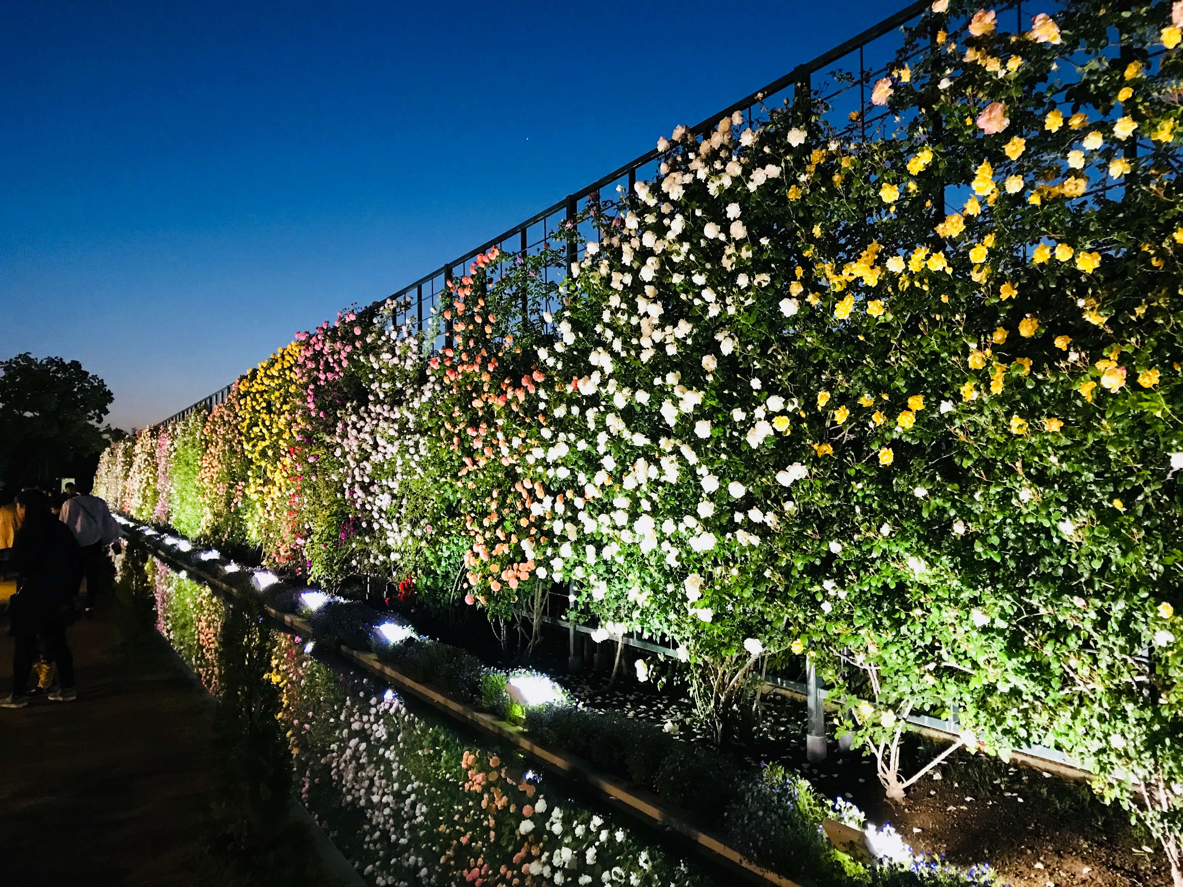 Ashikaga Flower Park