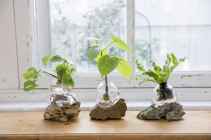 大阪 阪急うめだ本店が盆栽展を開催 現代的なセンスの 新しい盆栽 を提案 Moshi Moshi Nippon もしもしにっぽん