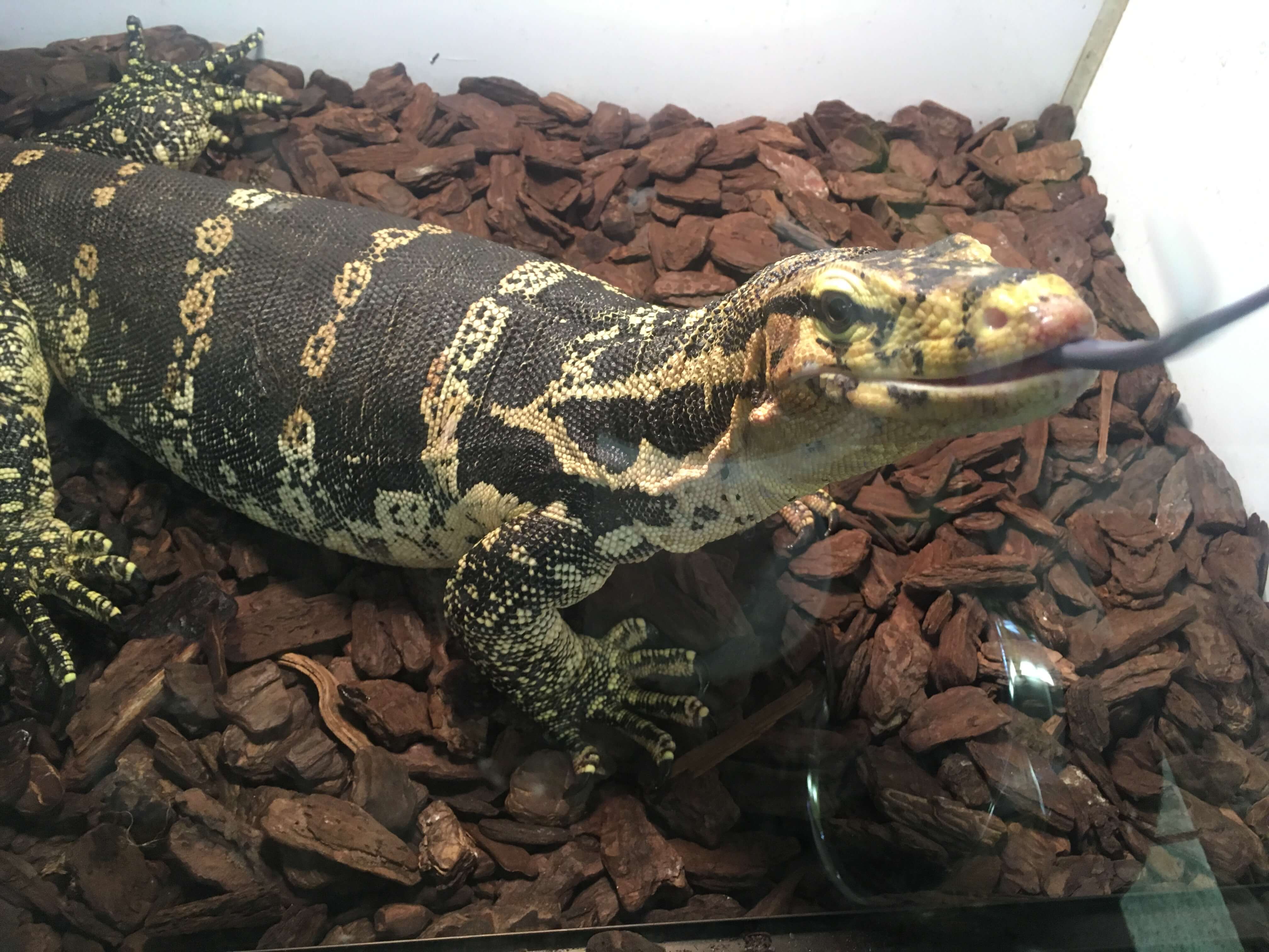 Reptile Café – Raputoru Shinjuku