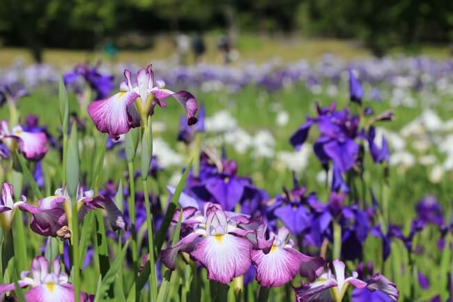 佐倉城址公園 千葉 花菖蒲