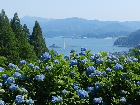 舞鶴自然文化園　アジサイまつり　あじさい　絶景