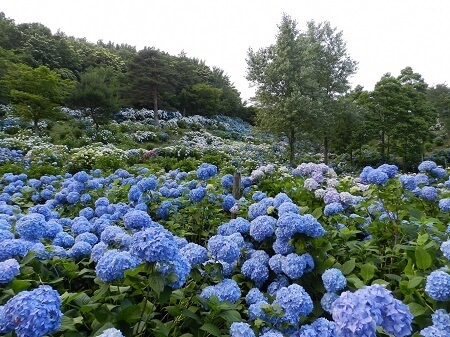 舞鶴自然文化園　アジサイまつり　あじさい　絶景　青