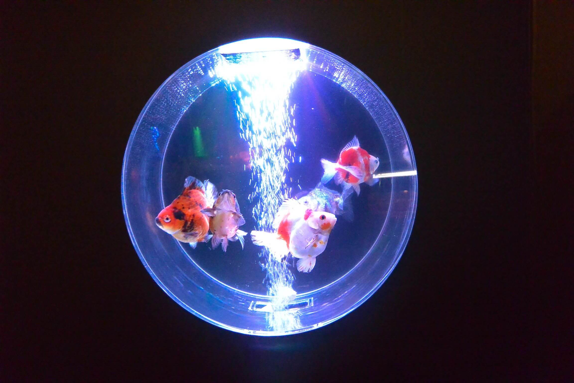 魚を幻想的に楽しむアクアリウム アクアリウム In 京セラドーム大阪 スカイホール 開催 Moshi Moshi Nippon もしもしにっぽん