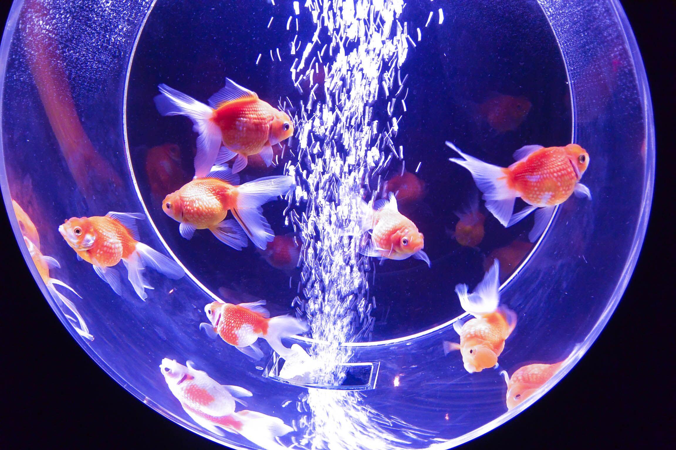 Aquarium Arriving to Kyocera Dome Osaka