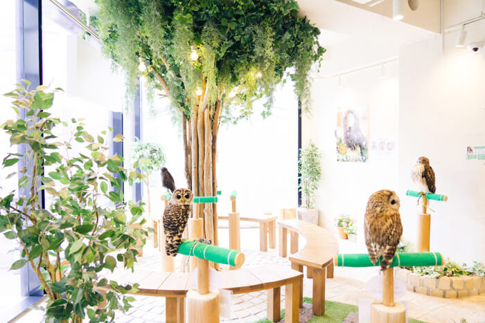 原宿「フクロウのお庭」 Harajuku owl