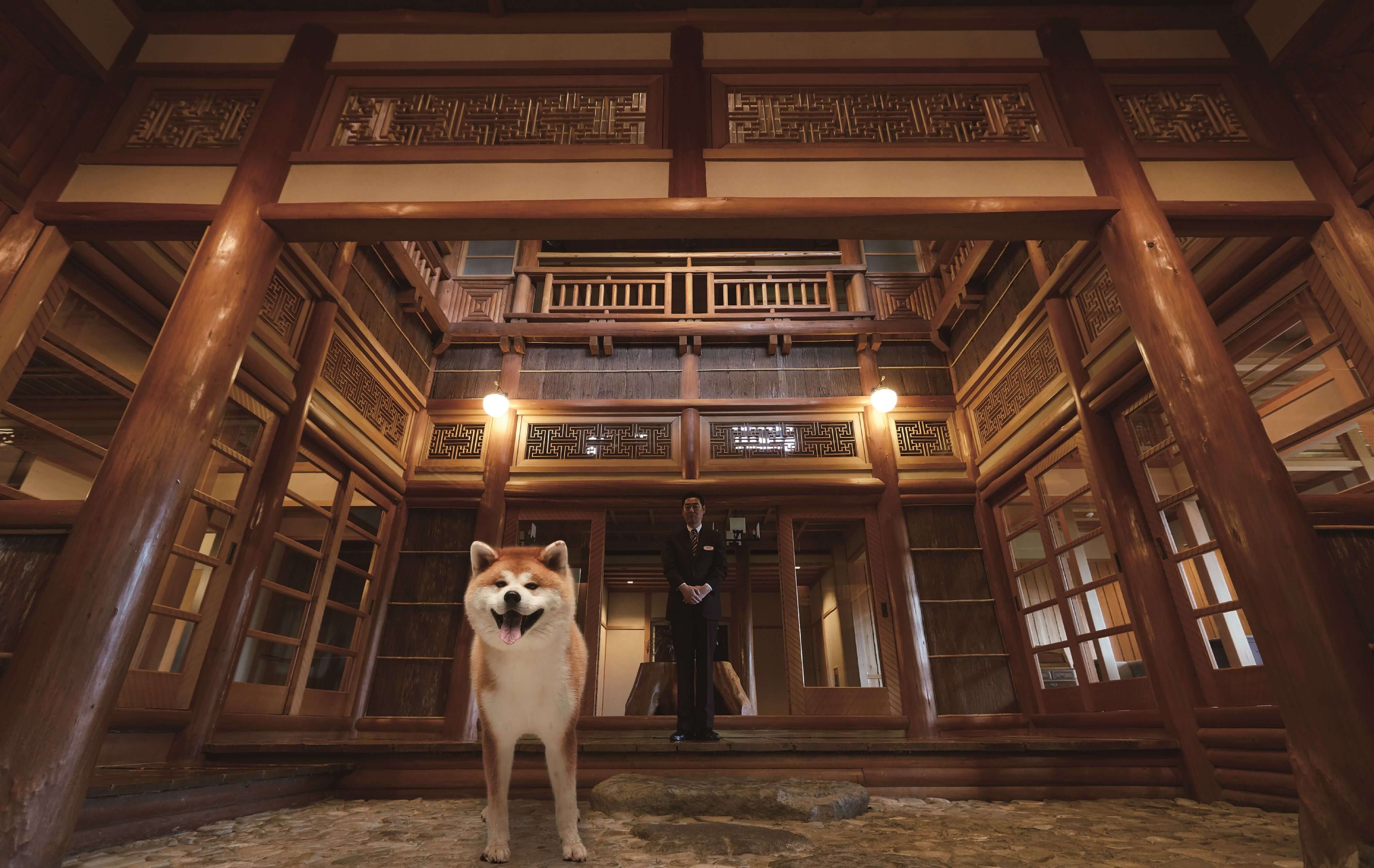 秋田犬のアキタが秋田の魅力を発信 渋谷で交通広告をジャック Moshi Moshi Nippon もしもしにっぽん