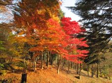 六甲山 rokkosan 紅葉 autumnal tints