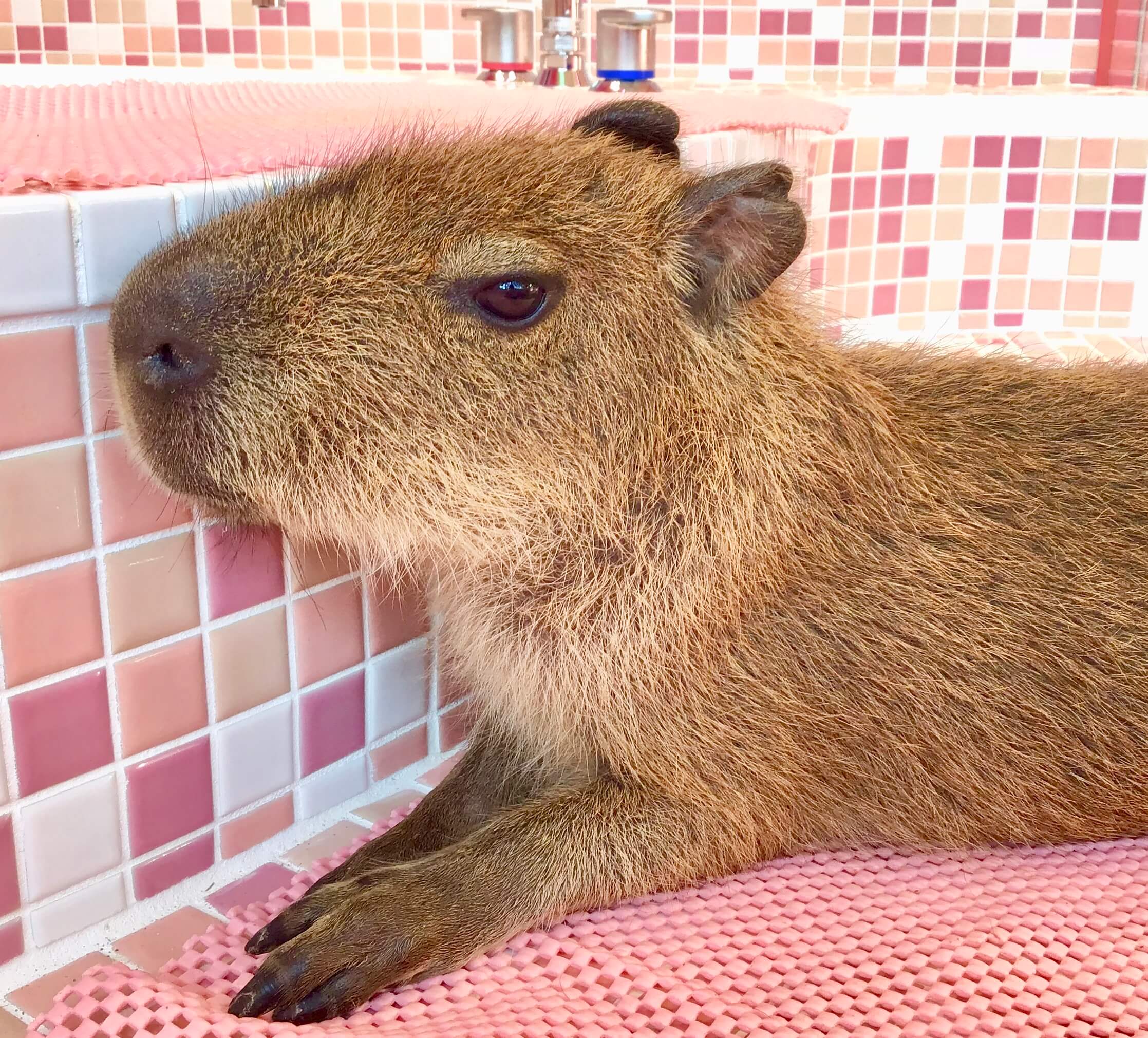 原宿かわいい動物園