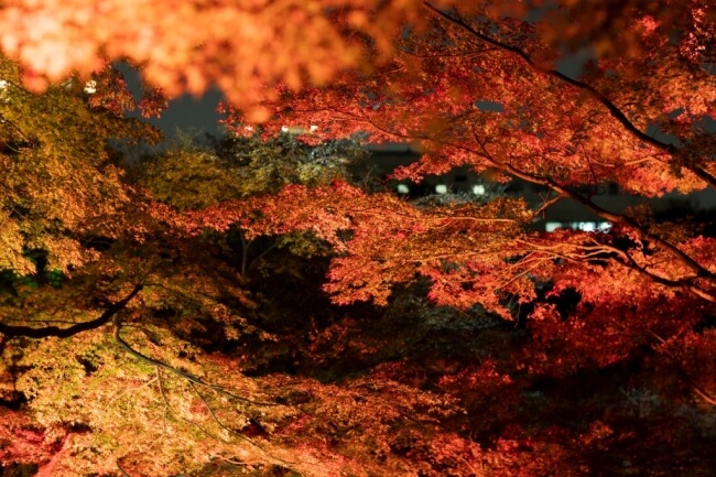 八芳園 HAPPO-EN 紅葉　autumn color __2