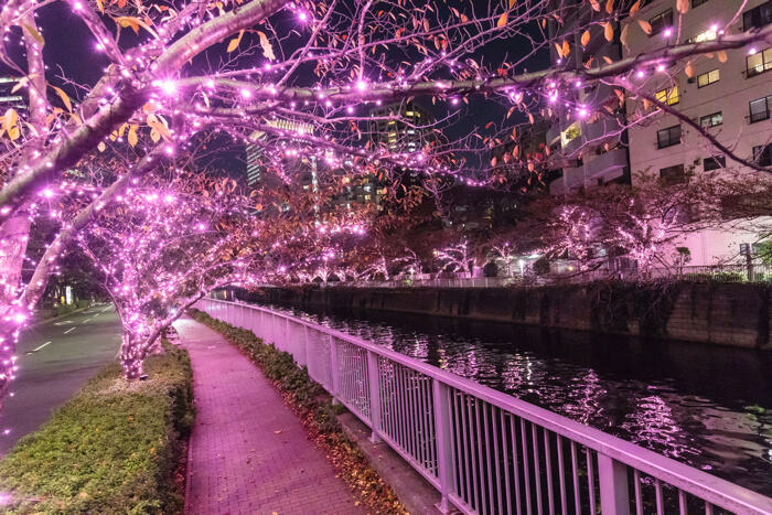 Pink Illuminations to Adorn Meguro River's Famous Cherry Blossom Trees |  MOSHI MOSHI NIPPON | もしもしにっぽん
