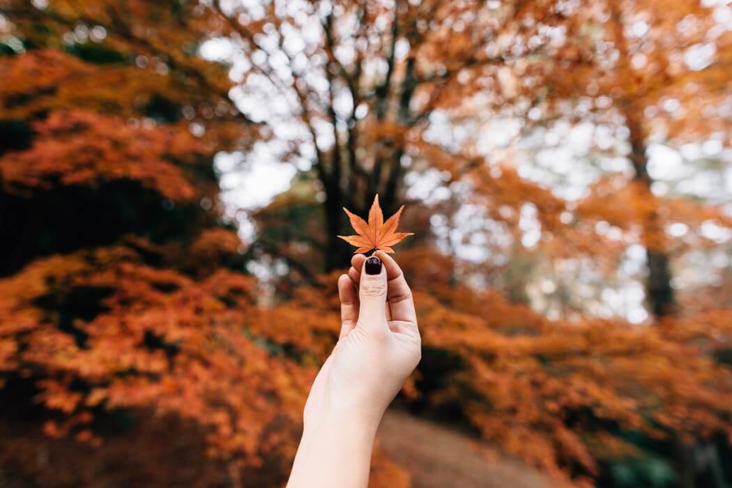 紅葉　autumn colours 秋 2